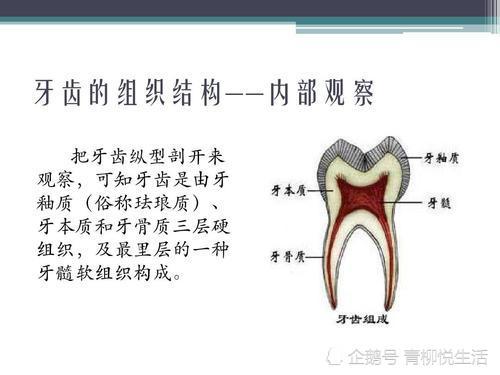 沟牙和管牙的区别图片