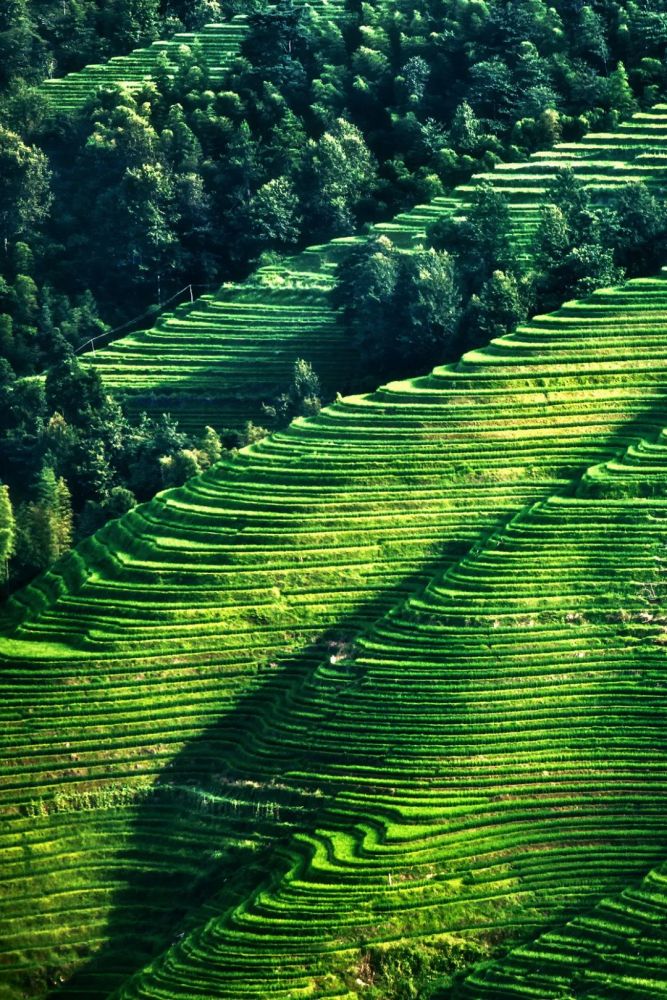 你以为梯田都是灰扑扑单调绿那是你没看过这些人间仙境般的梯田