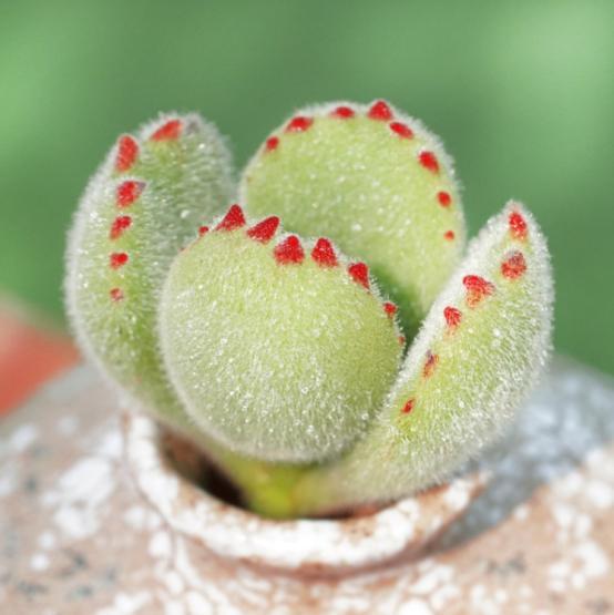 褐色锯齿,整个肉嘟嘟,圆滚滚,活脱脱就是一个小熊掌～照顾方式很简单