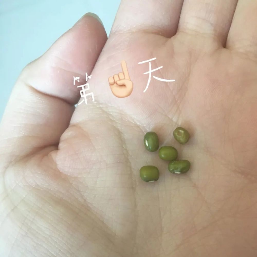用一颗绿豆让孩子感受生命的神奇