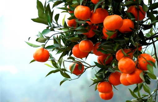 诗人眼见满山遍野的丹橘,自然