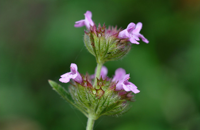人称"蜂窝草",嫩叶是稀罕野菜,民间常用炖肉,花还能祛口臭
