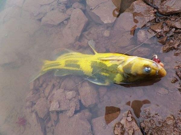 它是釣黃辣丁必備的餌料,好用還不貴,論蚯蚓釣黃顙魚的正確用法