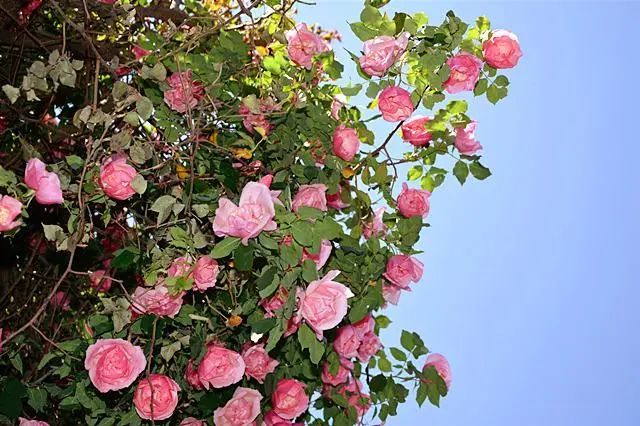 丽江蔷薇花开 美了整个古城 腾讯新闻