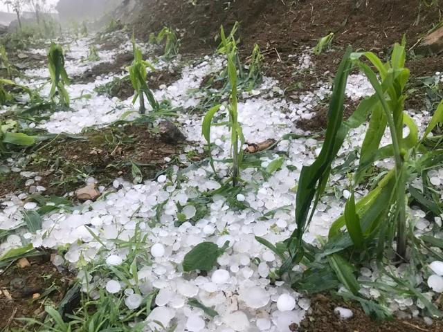 夏季雷暴往往伴随冰雹图片