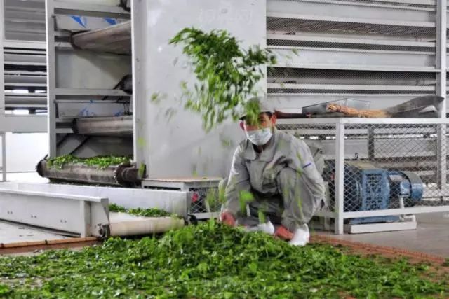 茶多酚提取选购指南：让健康从杯中开始
