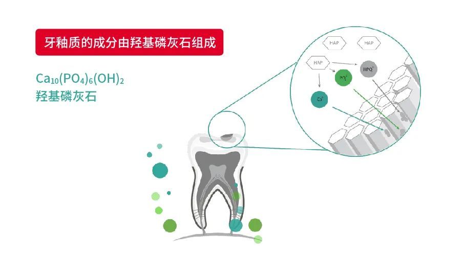 把羥基磷灰石和其他幾種活性成分經過科學配比,成功實現了修護牙釉質