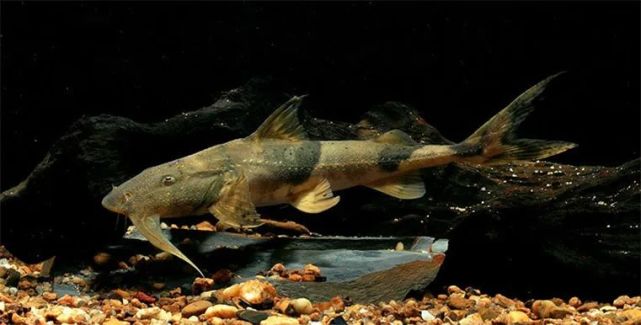 恒河里的坦克鸭嘴鱼,袭击人还有恃无恐,没人管吗