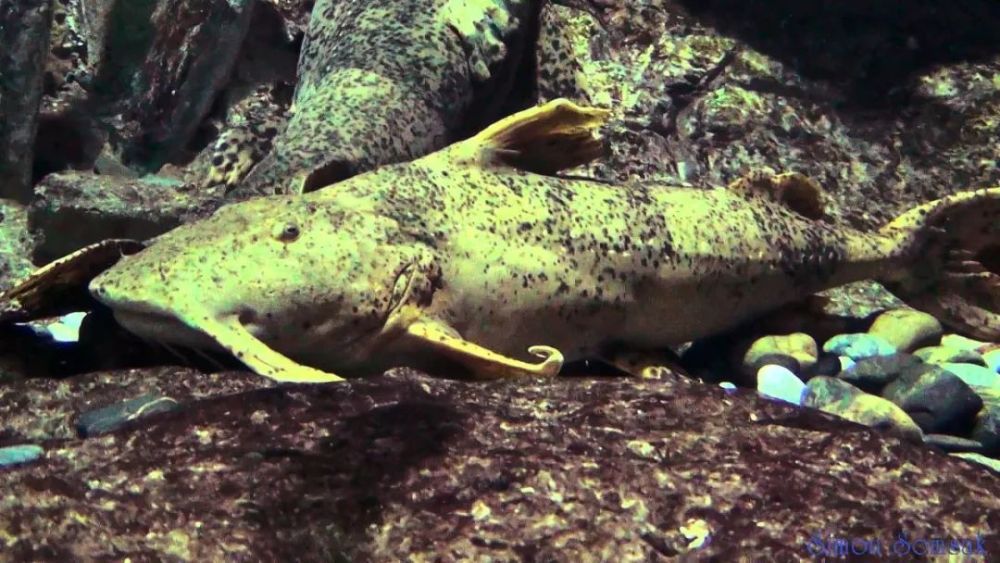 恒河里的坦克鸭嘴鱼,袭击人还有恃无恐,没人管吗_腾讯新闻