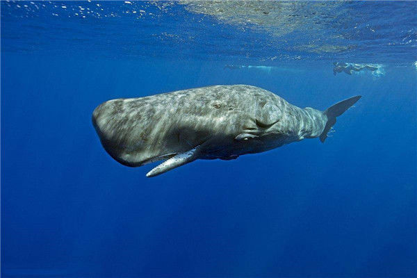 深海里的奇异动物 活在深海中的巨型生物为何越长越大 地球 大王乌贼