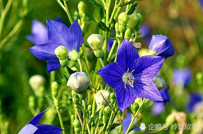 桔梗花 我最终变成了你的白月光而你最终变成了我的朱砂痣 腾讯新闻