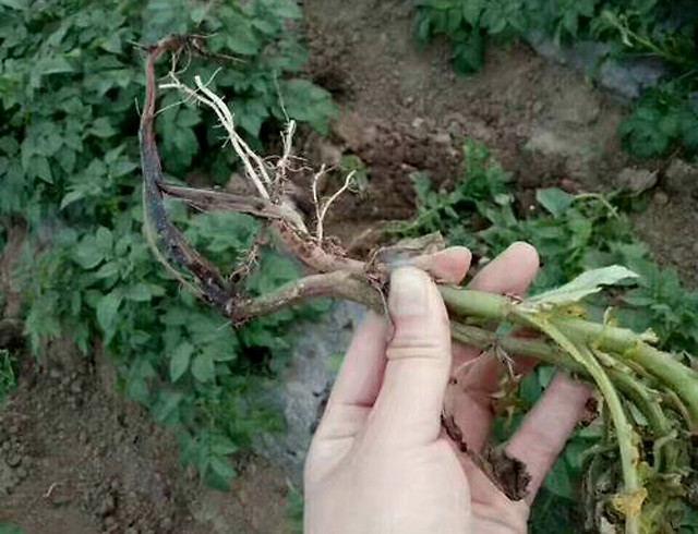 根腐病防治用药根小子