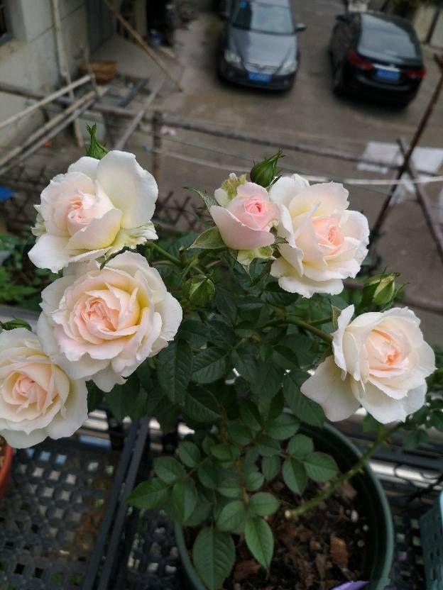此种木本植物 四季都开花 花朵超美 植株低矮 很适合阳台盆栽 西北新闻资讯信息网