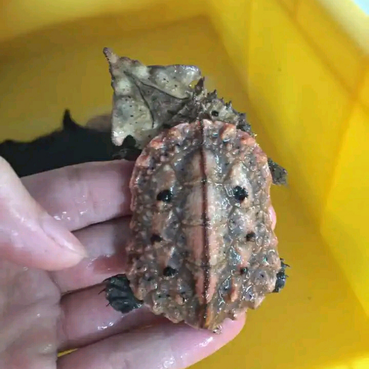 龟中另类——玛塔龟