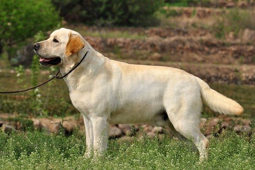 狗狗腿瘸了没精神食欲不振 腾讯新闻