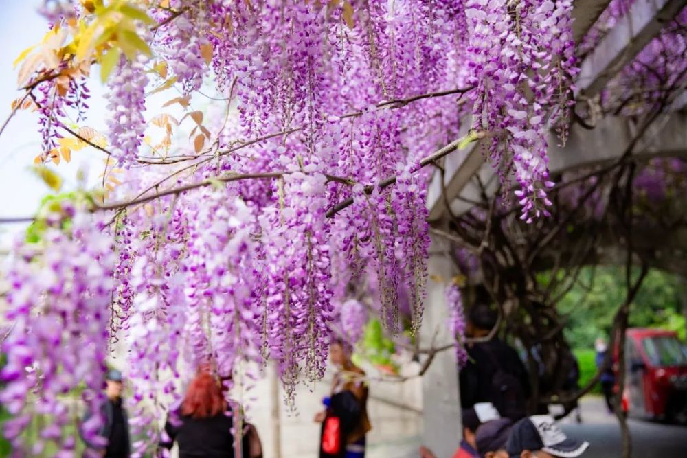 楊浦公園「紫藤花開了」