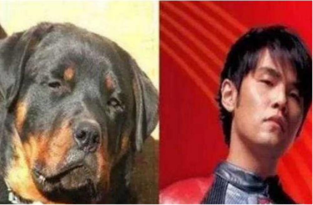 盘点和明星撞脸的狗子,柴犬像影帝黄渤,牛头梗你猜到像谁了吗?