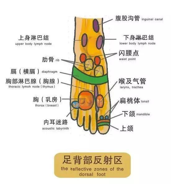 大脚背小脚背的示范图图片