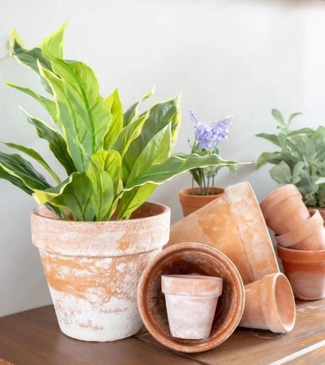 3个简单的步骤轻松清洁红陶盆上的盐碱物 养花的旧盆不要丢了 红陶盆 花盆