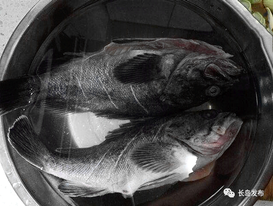 的一种石斑鱼,其体长侧扁,背侧多呈暗褐色,具有不规则的三条黑色斜纹