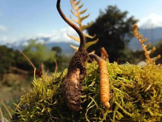 新鲜上市▎鲜冬虫夏草,一年只有两个月尝鲜滋补