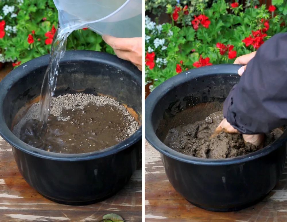 定植按照"藏头露尾"的原则,贴着盆沿,把种藕的头部朝下,尾部朝上,呈