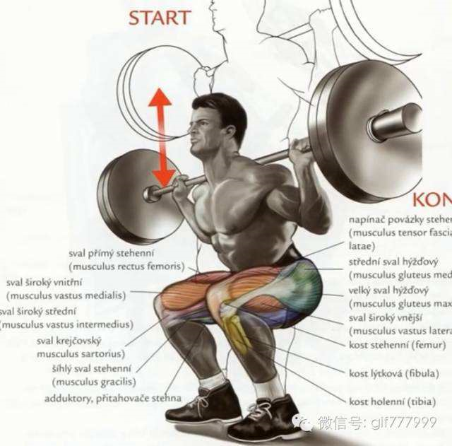 深蹲锻炼的肌肉群详图图片