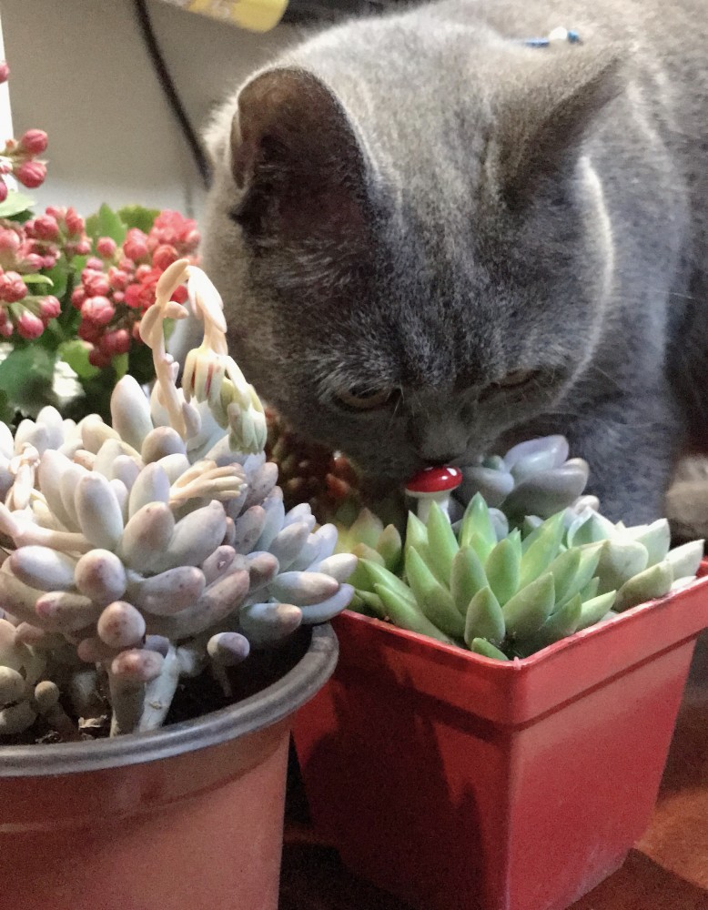 家里有猫主子就要告别一切植物了吗 别慌 这些植物可以放心养 记得收藏 腾讯新闻