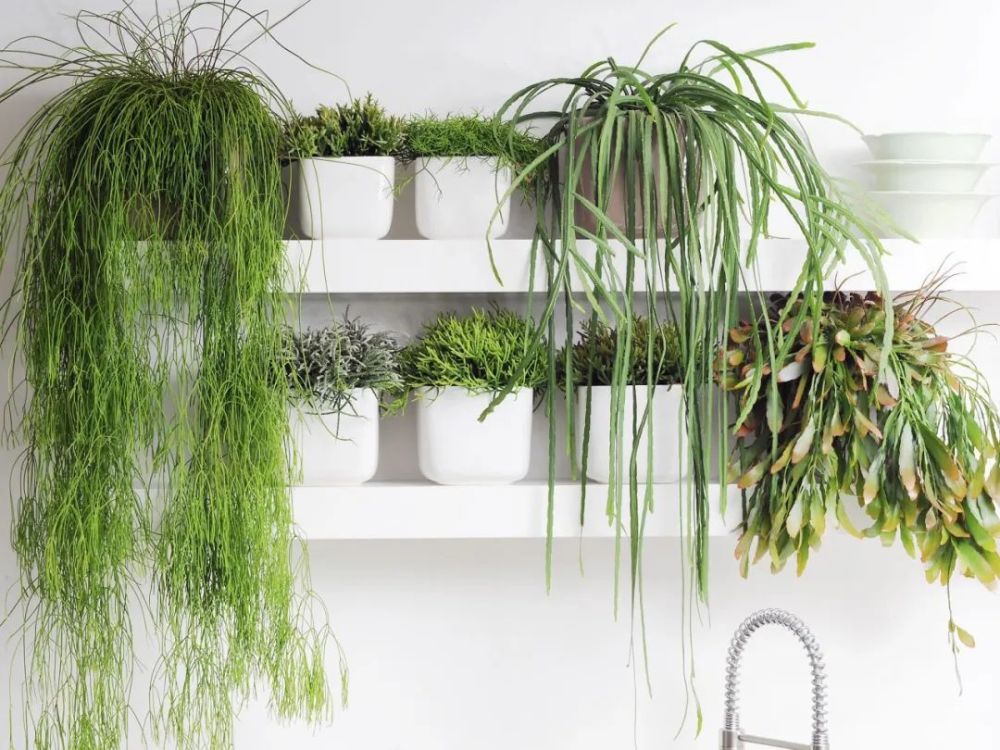 长在雨林的槲寄生仙人掌,适合养成窗台吊盆,能孕育珍珠般的果实