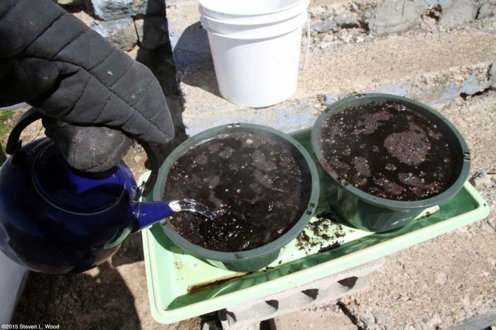 这四种简单的方法都可以轻松给盆栽土壤消毒 旧土也能重新利用 腾讯新闻