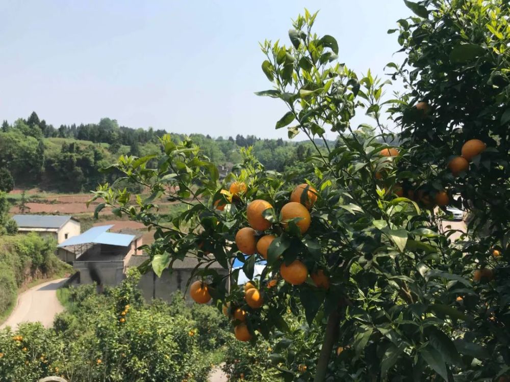 沃柑樹上結出致富果萬州這個村富起來了