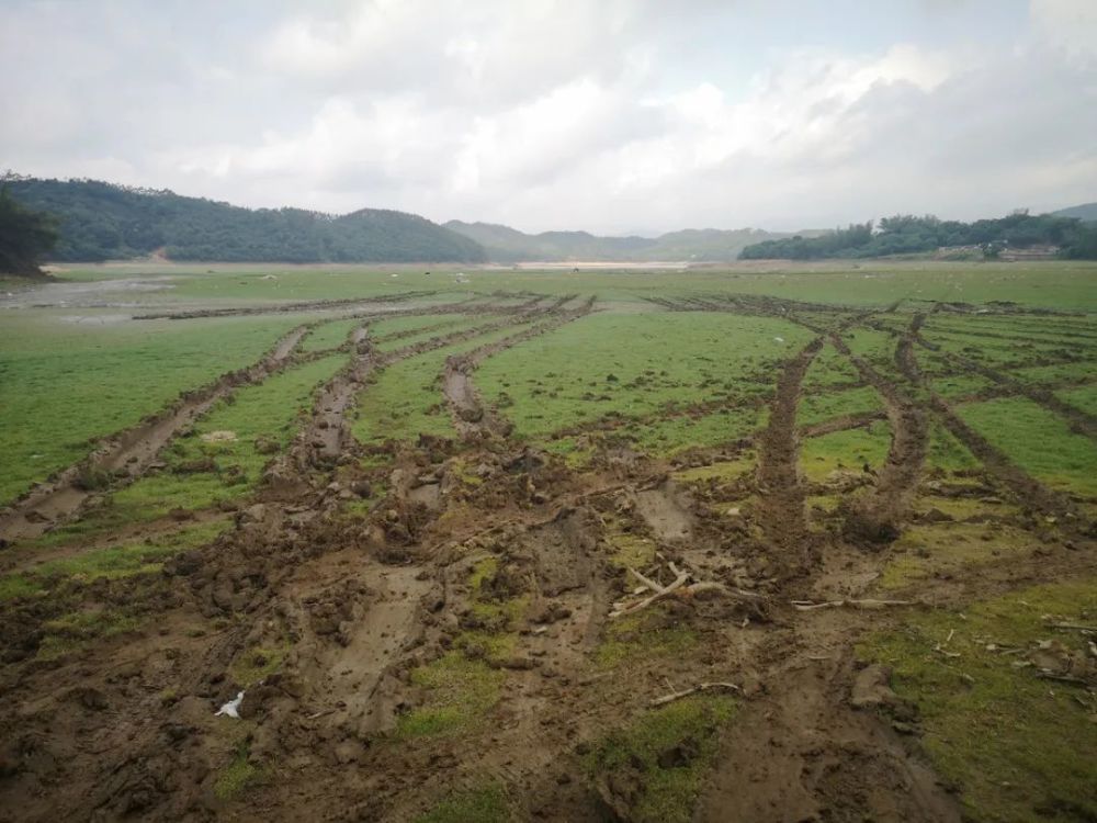 心痛!大八马迳村那片"网红"大草坪,植被遭破坏,满地垃圾