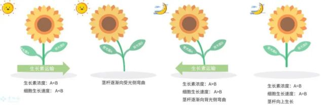 这些向日葵竟然背对太阳|太阳|生长素|菊科