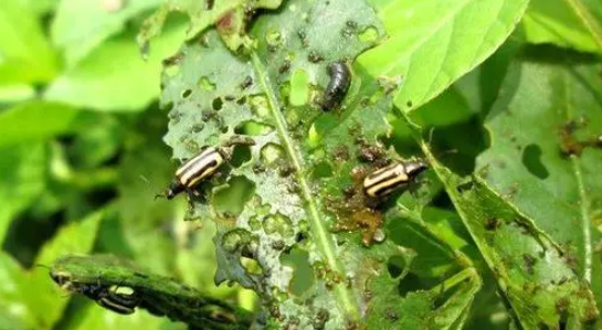 跳甲进入高发期做好这四点事半功倍