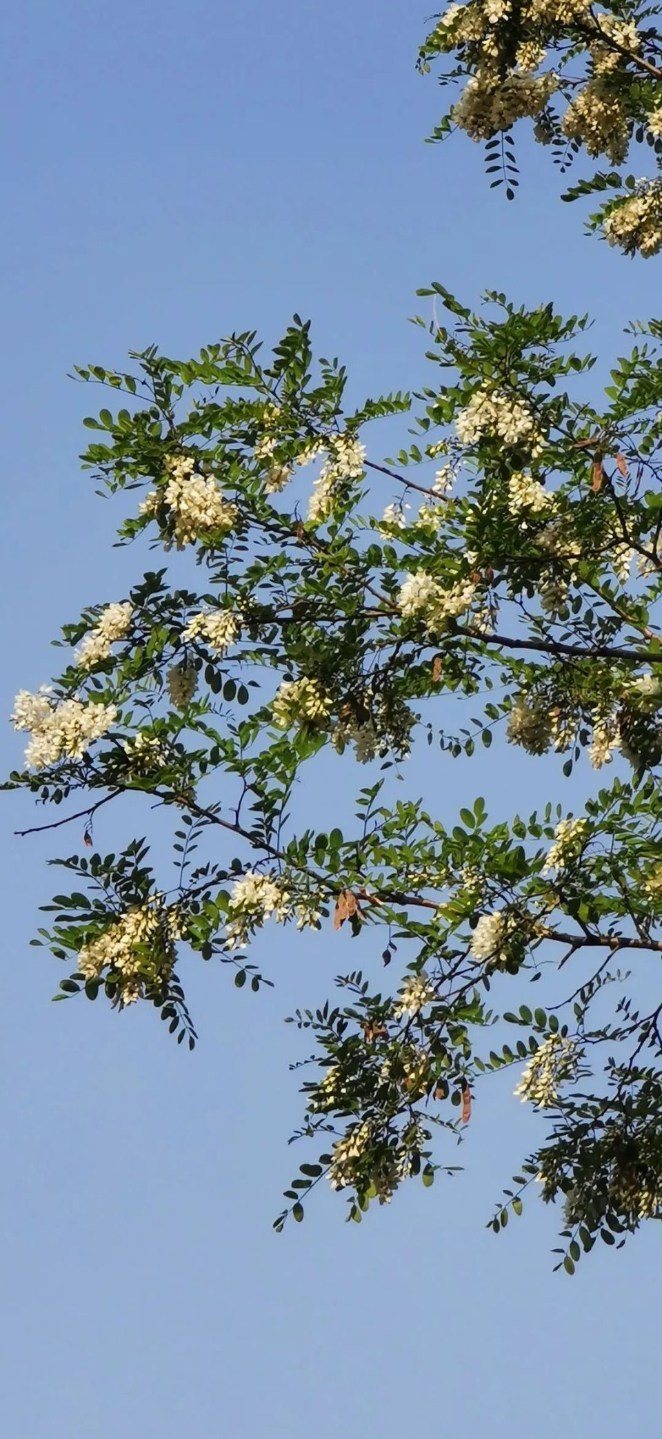 农村槐花树照图片图片