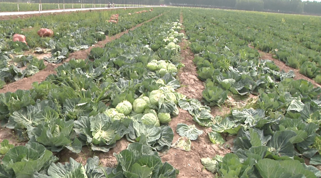 为80万斤包菜寻销路 获嘉县这位镇长来代言