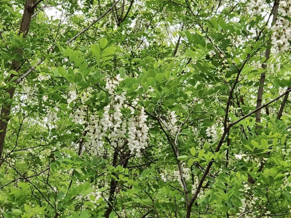 走进簸箕掌景区,呈现在眼前的原生态景象壮观迷人,其中的槐花林更是