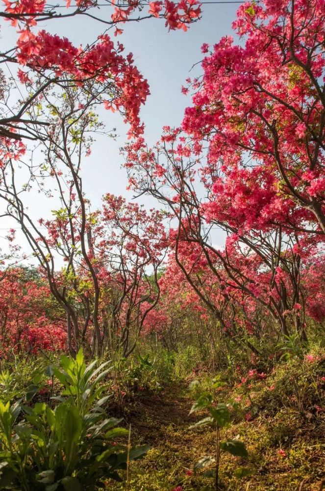1220亩免费花海从合肥出发40分钟漫山杜鹃花正花期
