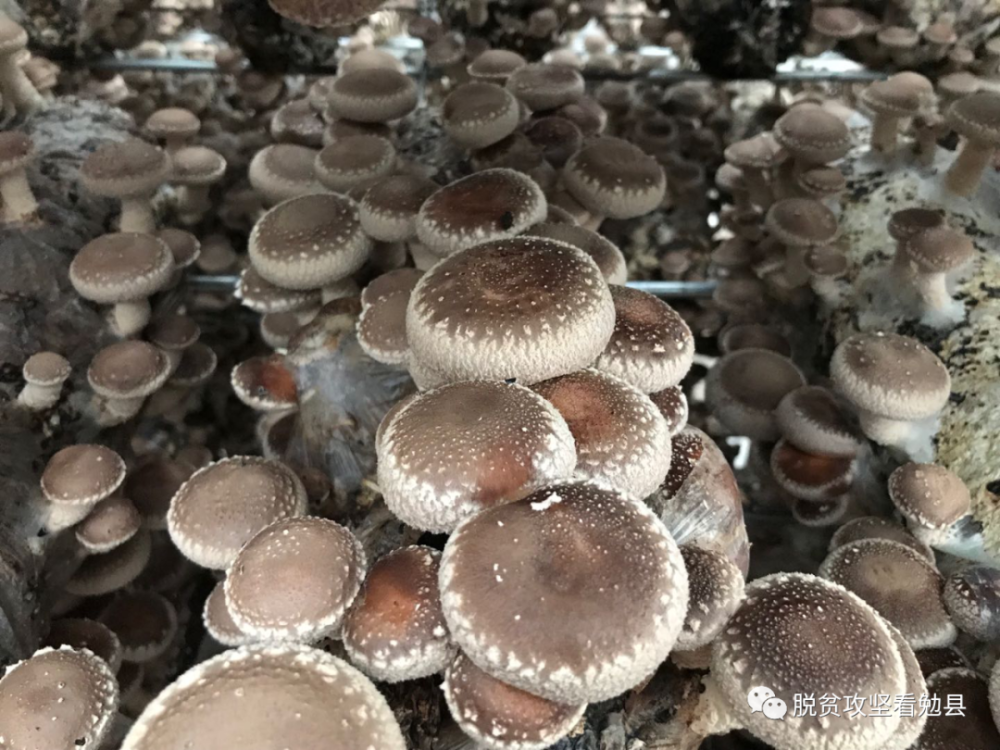 投资140万,这个村建起香菇种植基地