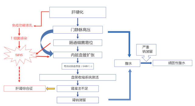 如图1所示,晚期肝硬化肝硬化患者常伴有严重的门静脉高压,导致内脏