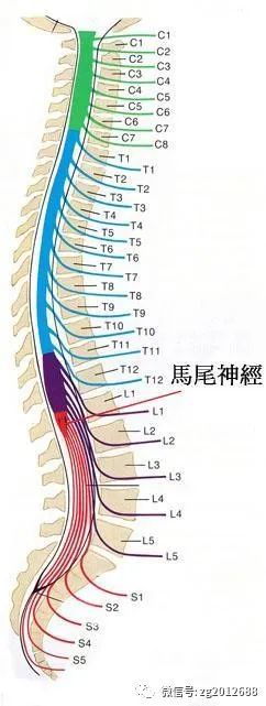 腰椎间盘突出压迫马尾神经,出现马尾神经综合征,危险