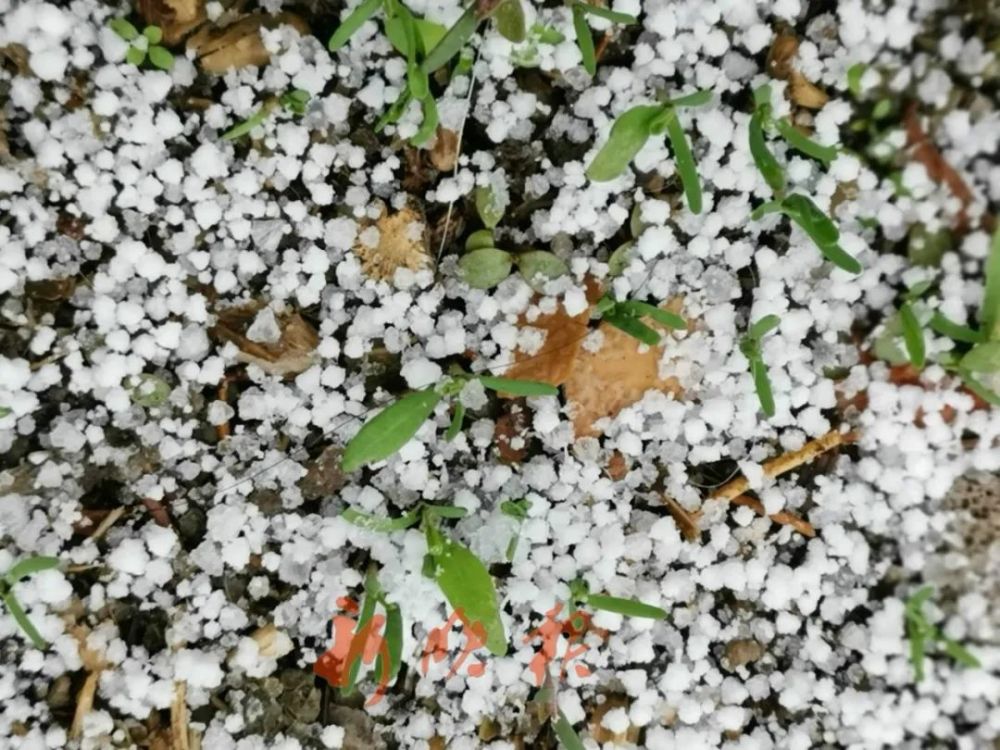 哈尔滨一天集齐了雨,雪,霰,雹……明天呢?_腾讯新闻