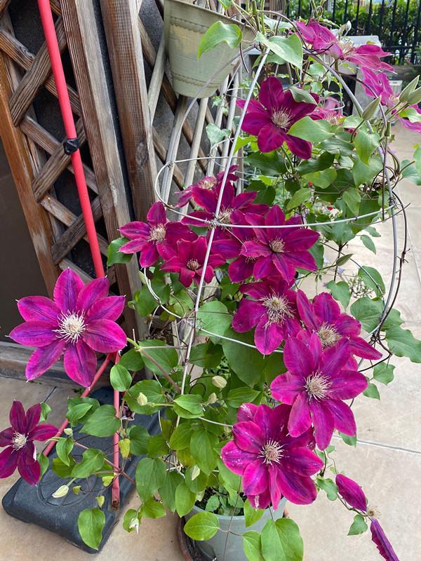 铁线莲|盆栽|瑞贝卡