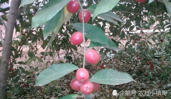 农村一种野果,可治疗跌打肿痛,味道酸酸甜甜