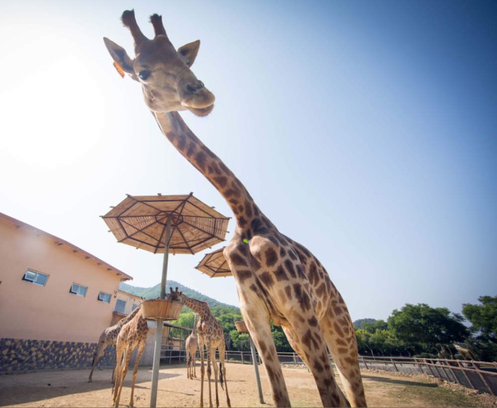 这家森林野生动物世界宣布:永久停止动物表演!