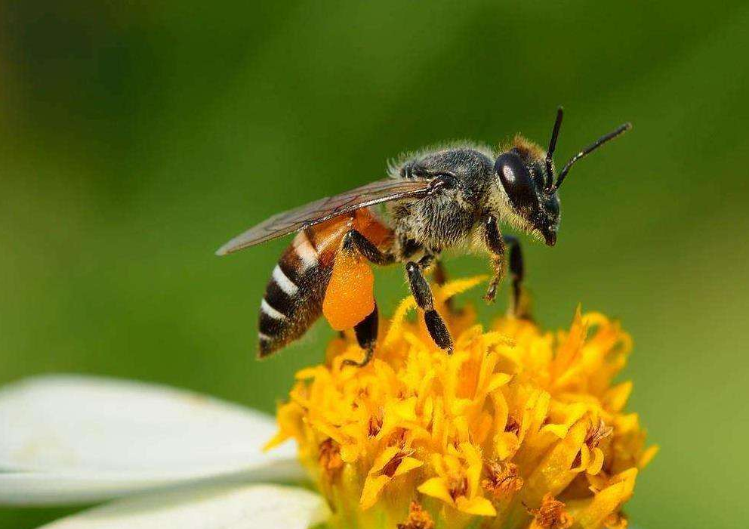 养蜂人常说"一保二发三安全",科学吗?专家:确认过,还真科学_腾讯新闻