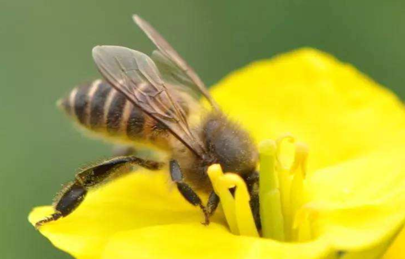 养蜂人常说"一保二发三安全",科学吗?专家:确认过,还真科学_腾讯新闻