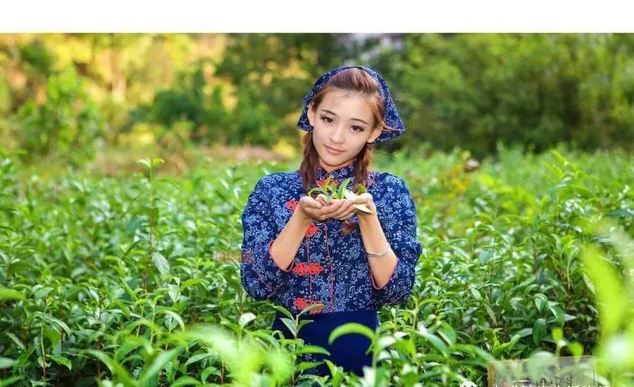 嫩芽香且灵 吾谓草中英 腾讯新闻
