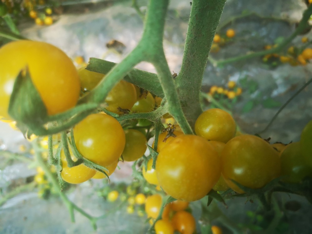 以色列研发出一般人不敢种的金色圣女果亩产5千斤售价20元