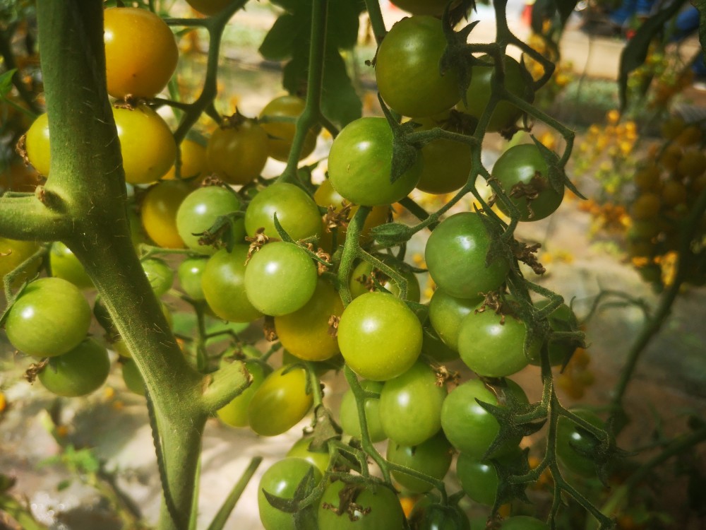 以色列研发出一般人不敢种的金色圣女果亩产5千斤售价20元